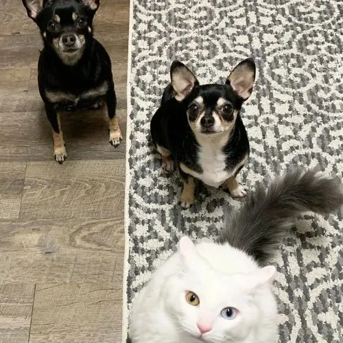 Animal-clinic-Niagara-carla